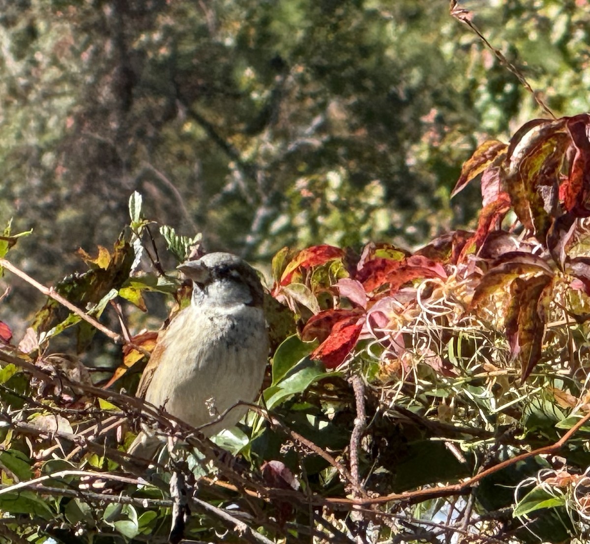 House Sparrow - ML644941358