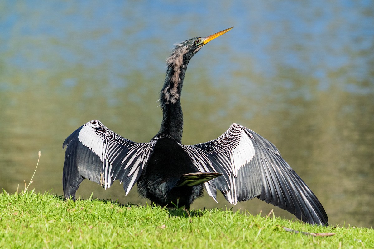 Anhinga - ML644941361
