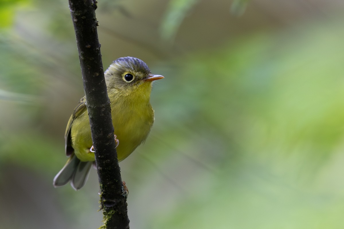 Martens's Warbler - ML644941362