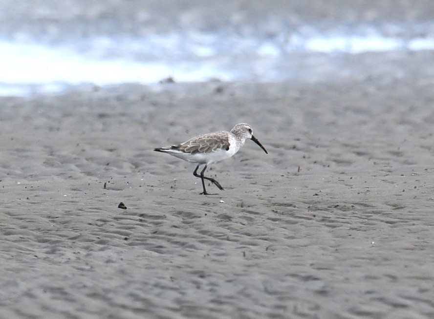 Curlew Sandpiper - ML644941363