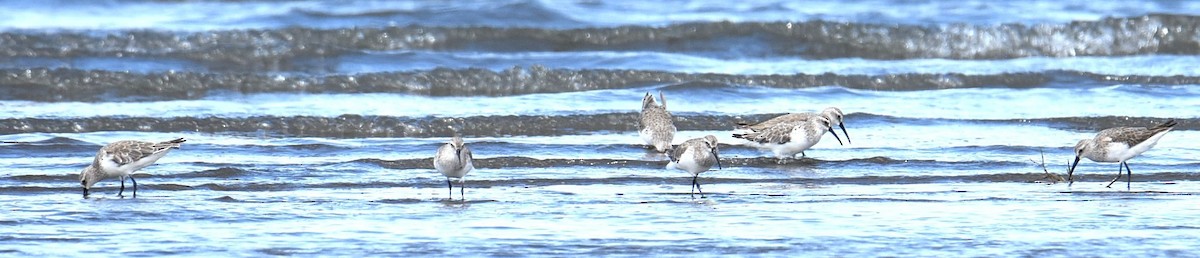 Curlew Sandpiper - ML644941364
