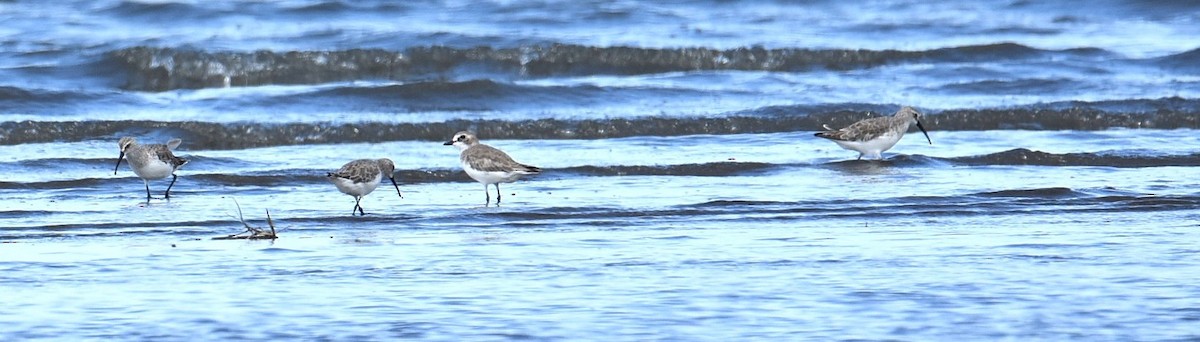 Curlew Sandpiper - ML644941365