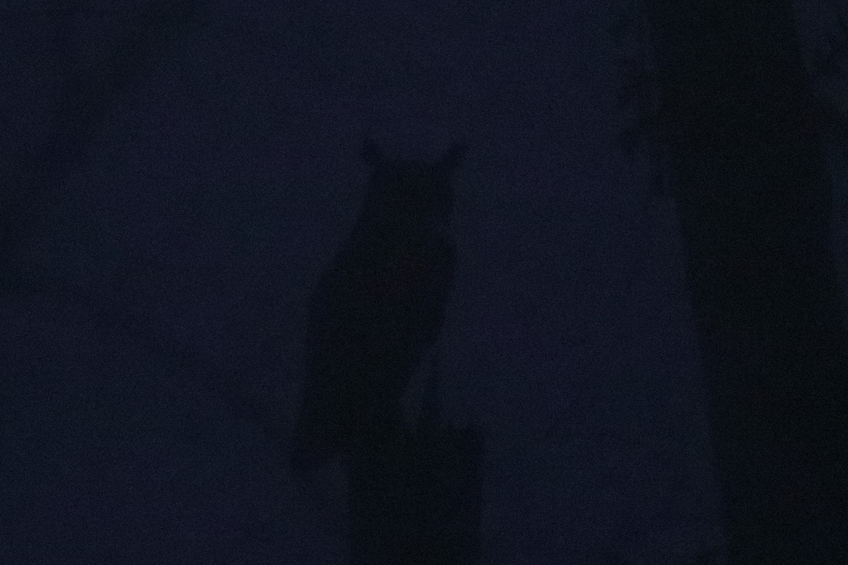 Great Horned Owl - ML644941376