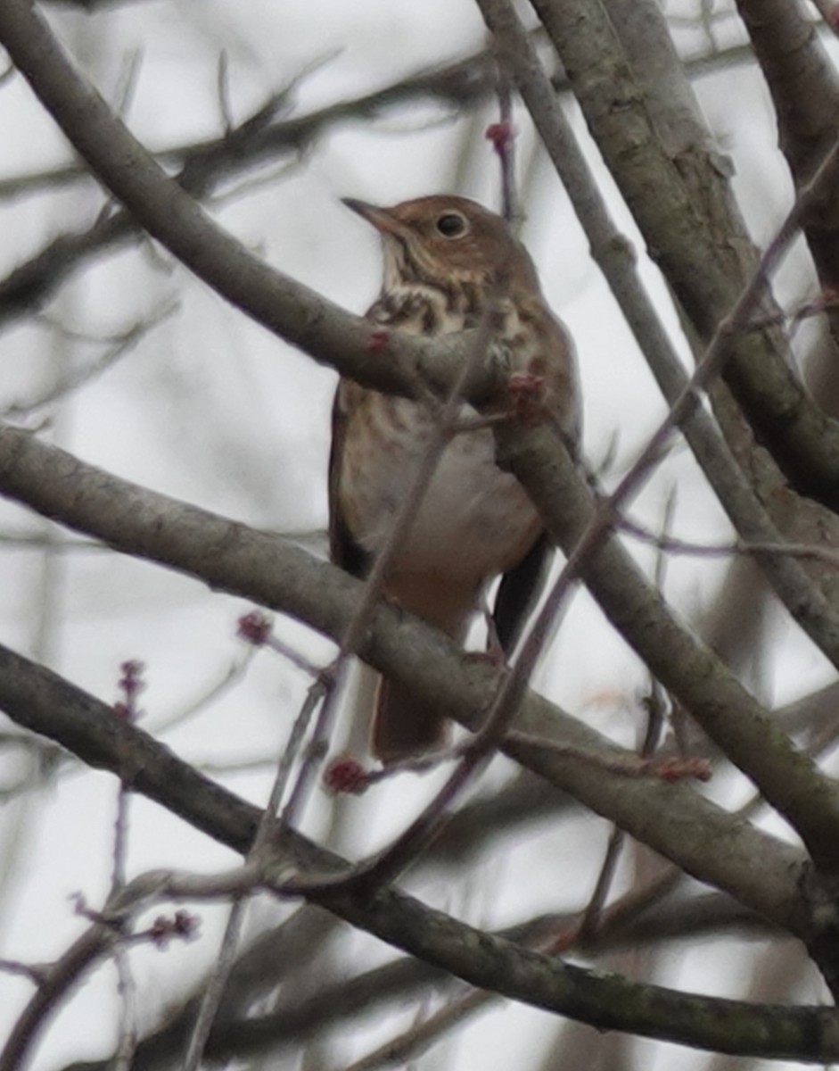 Hermit Thrush - ML644941377