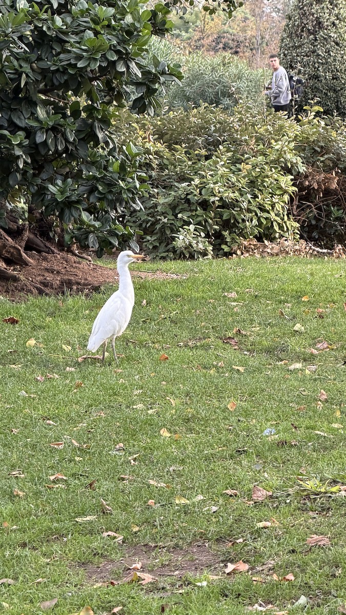 Western Cattle-Egret - ML644941378