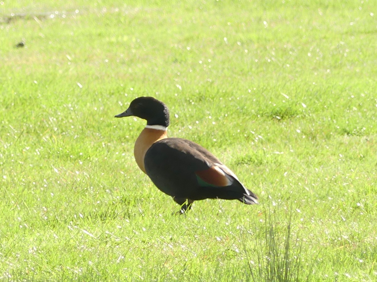 Australian Shelduck - ML644941386