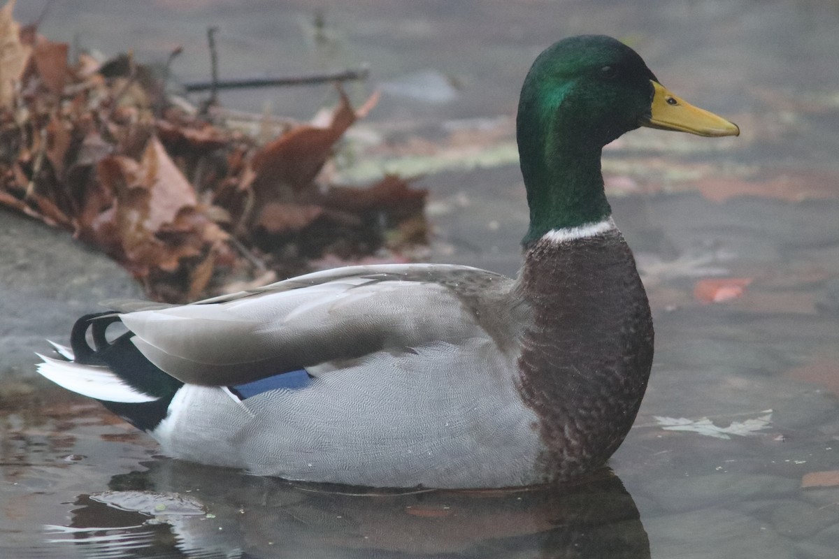 Mallard - ML644941387