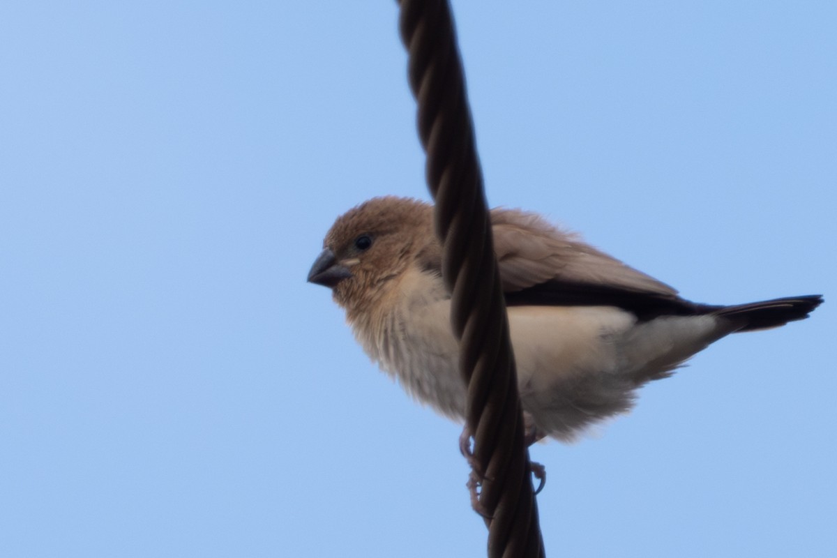 African Silverbill - ML644941407