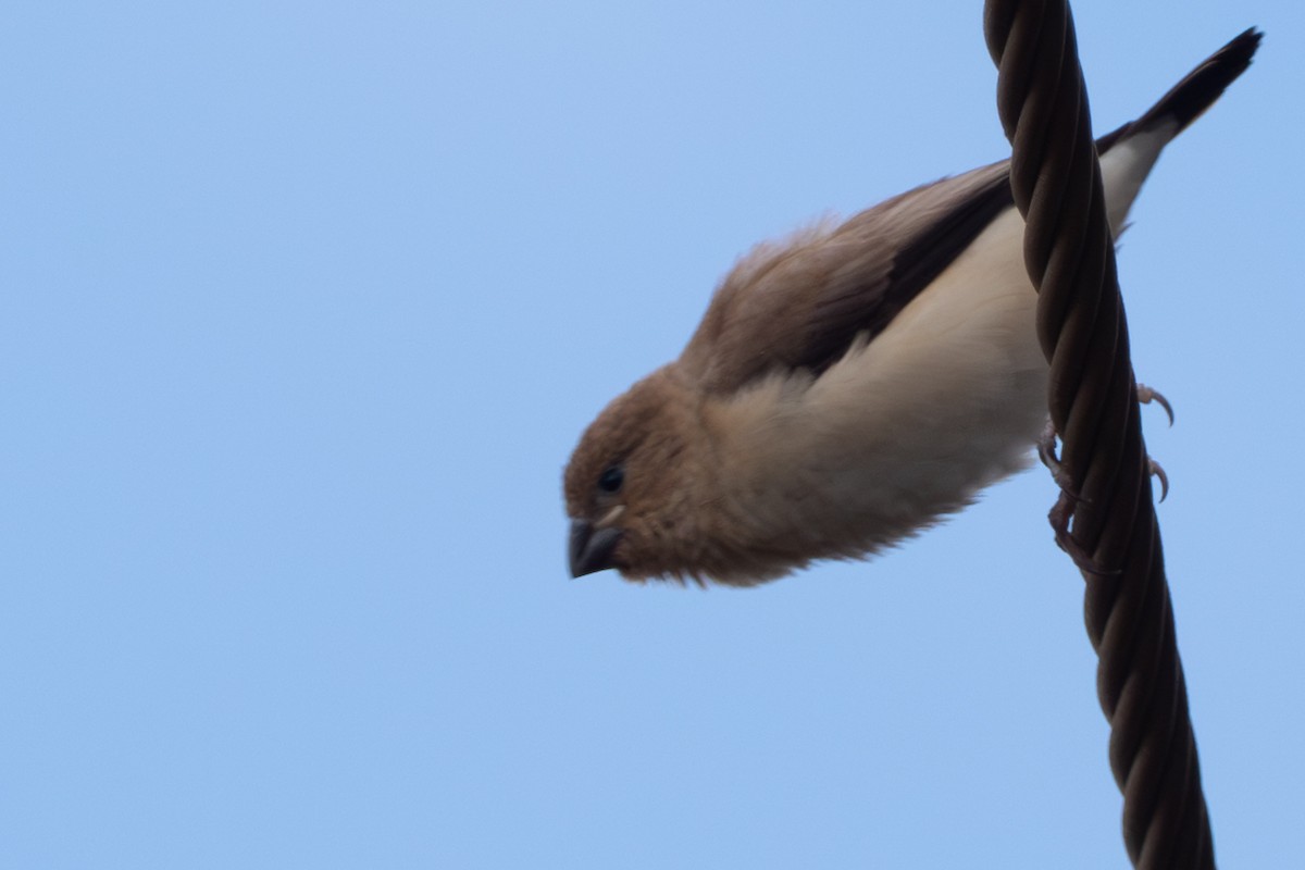 African Silverbill - ML644941408