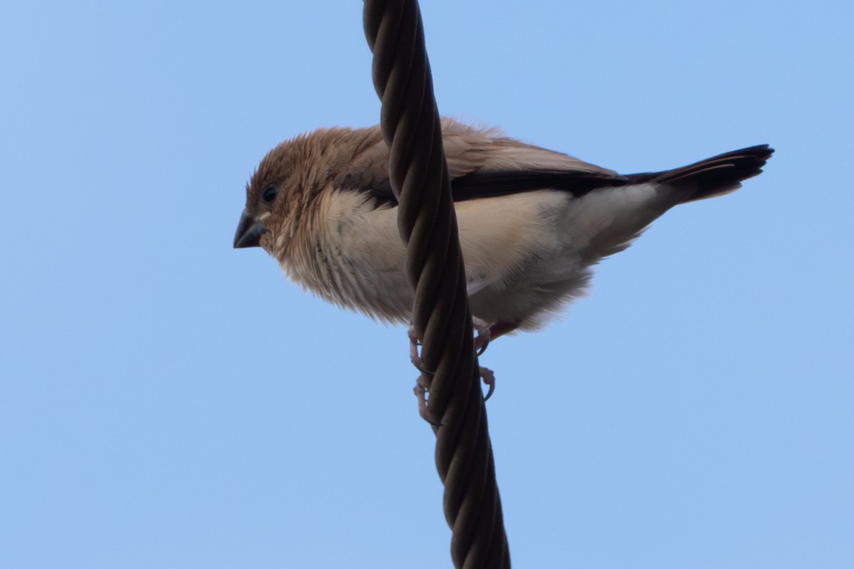 African Silverbill - ML644941410