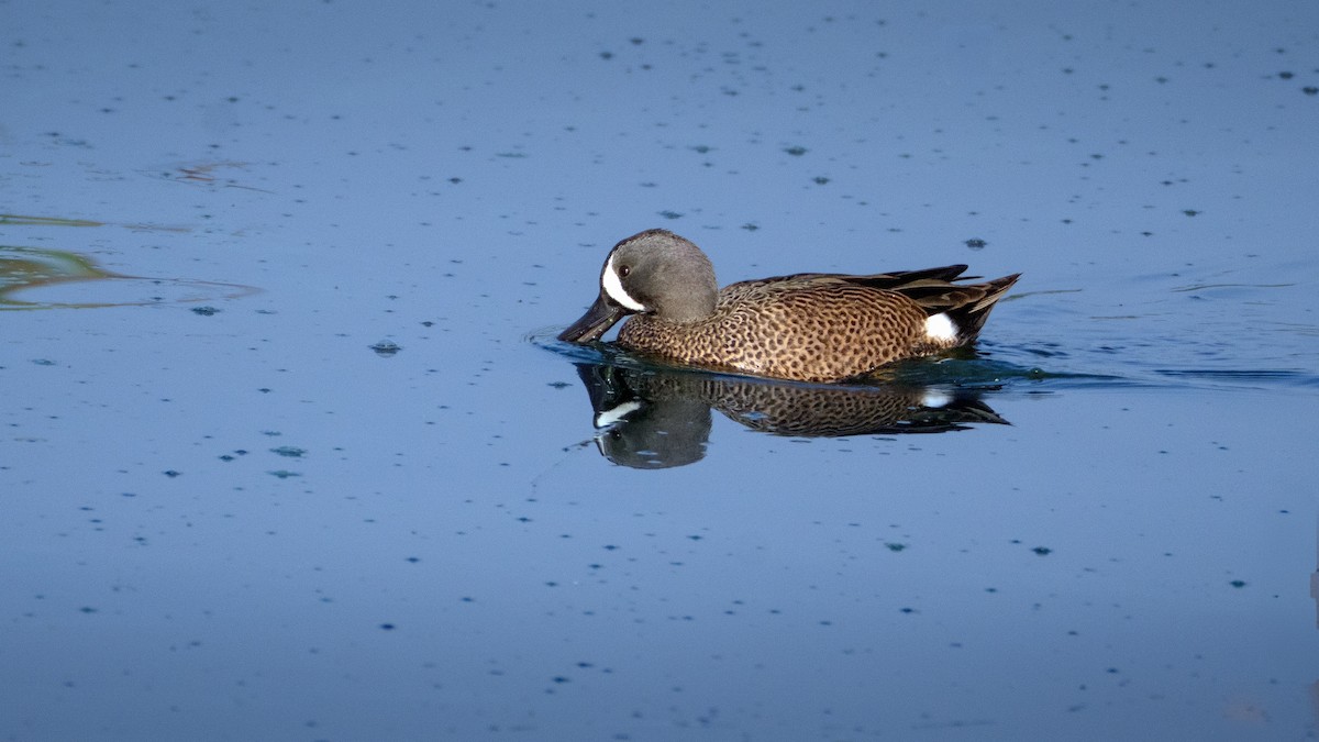 čírka modrokřídlá - ML644941411