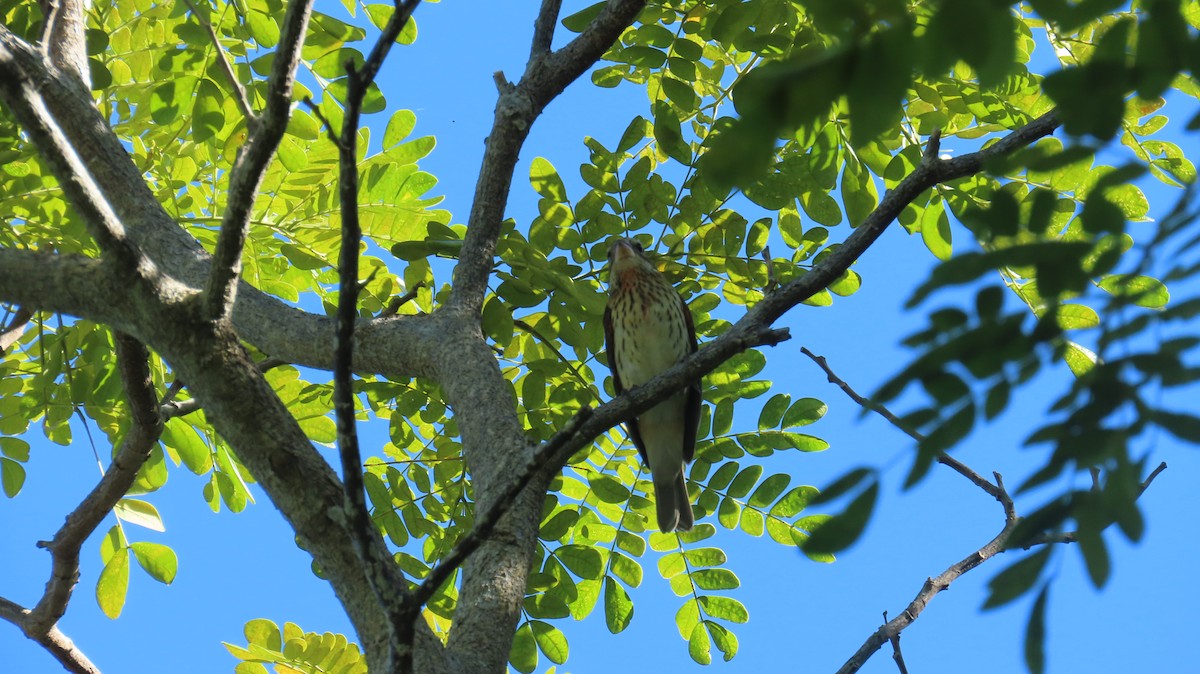 Rose-breasted Grosbeak - ML644941415