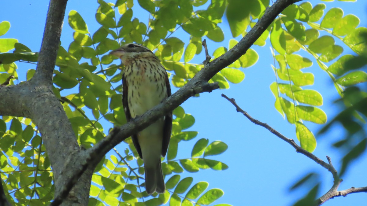 Rose-breasted Grosbeak - ML644941431