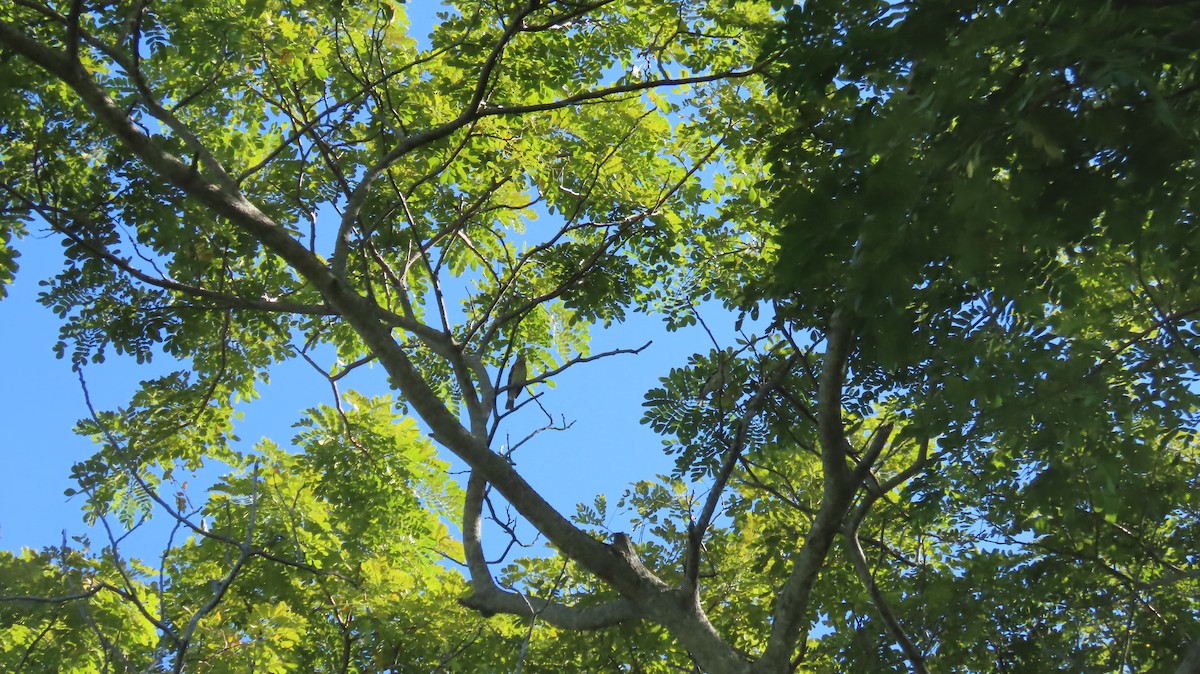 Rose-breasted Grosbeak - ML644941435