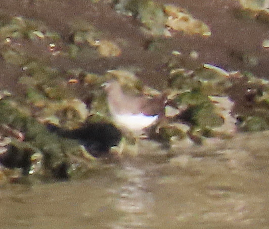 Green Sandpiper - ML644941437