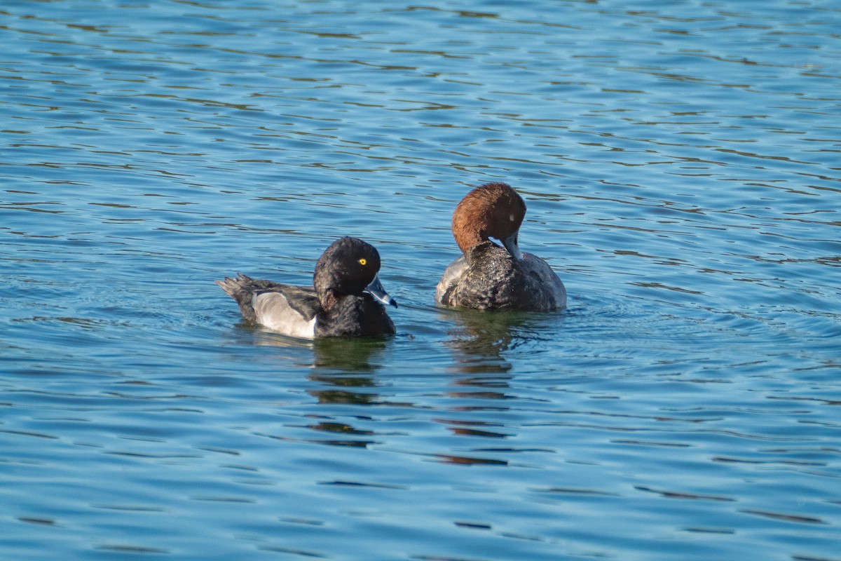 polák americký - ML644941441