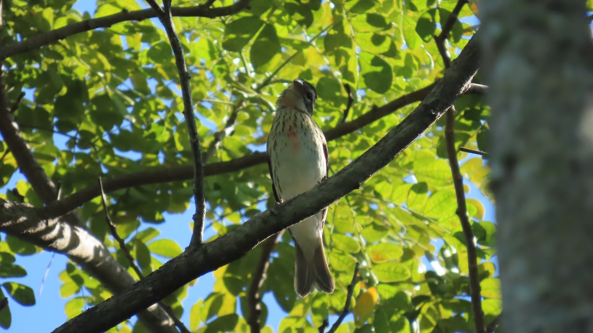 Rose-breasted Grosbeak - ML644941448