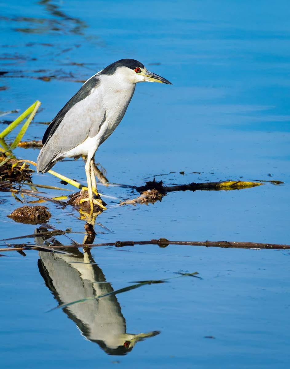 kvakoš noční - ML644941457