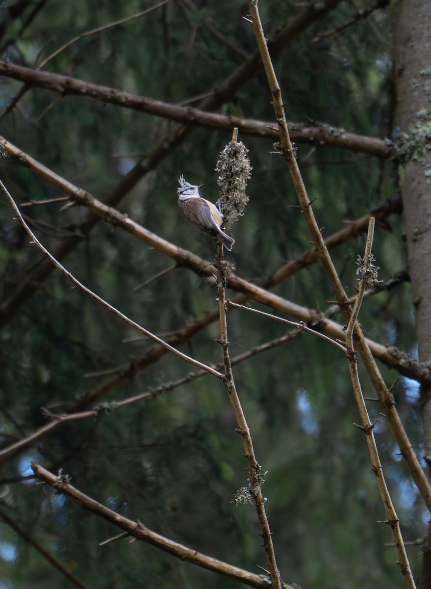 Crested Tit - ML644941458