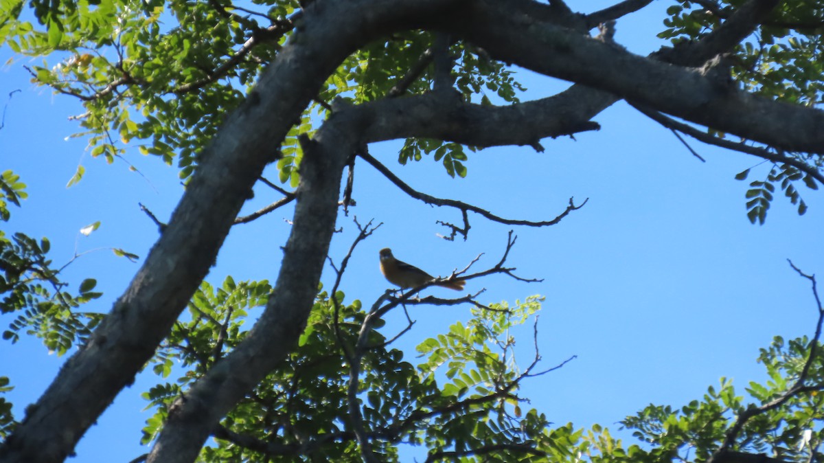 Baltimore Oriole - ML644941469