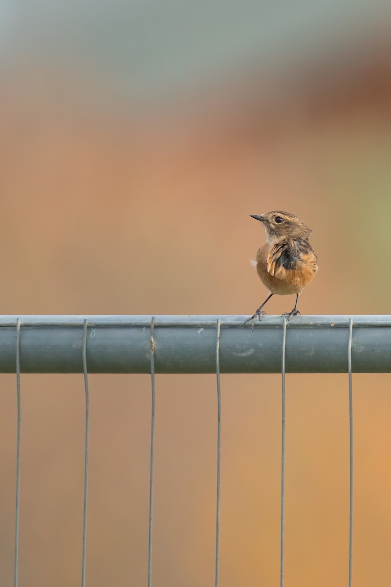 European Stonechat - ML644941476