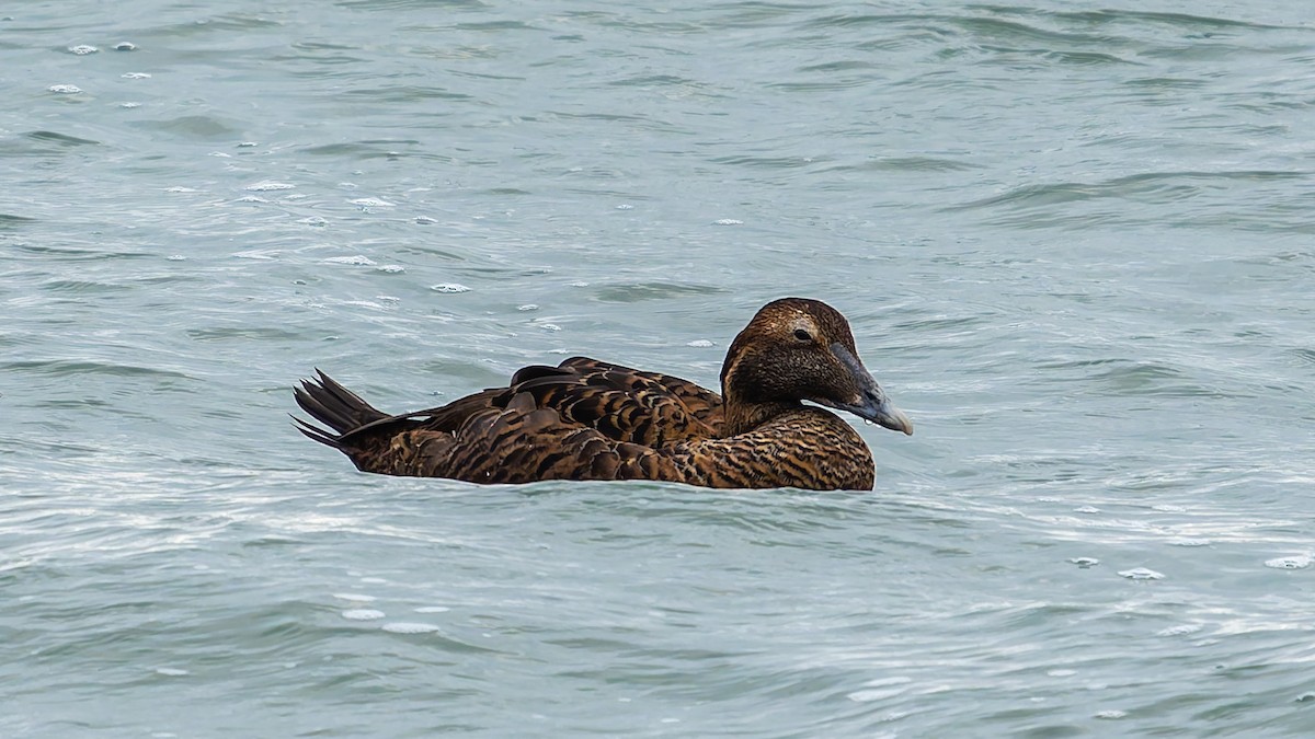 Common Eider - ML644941486