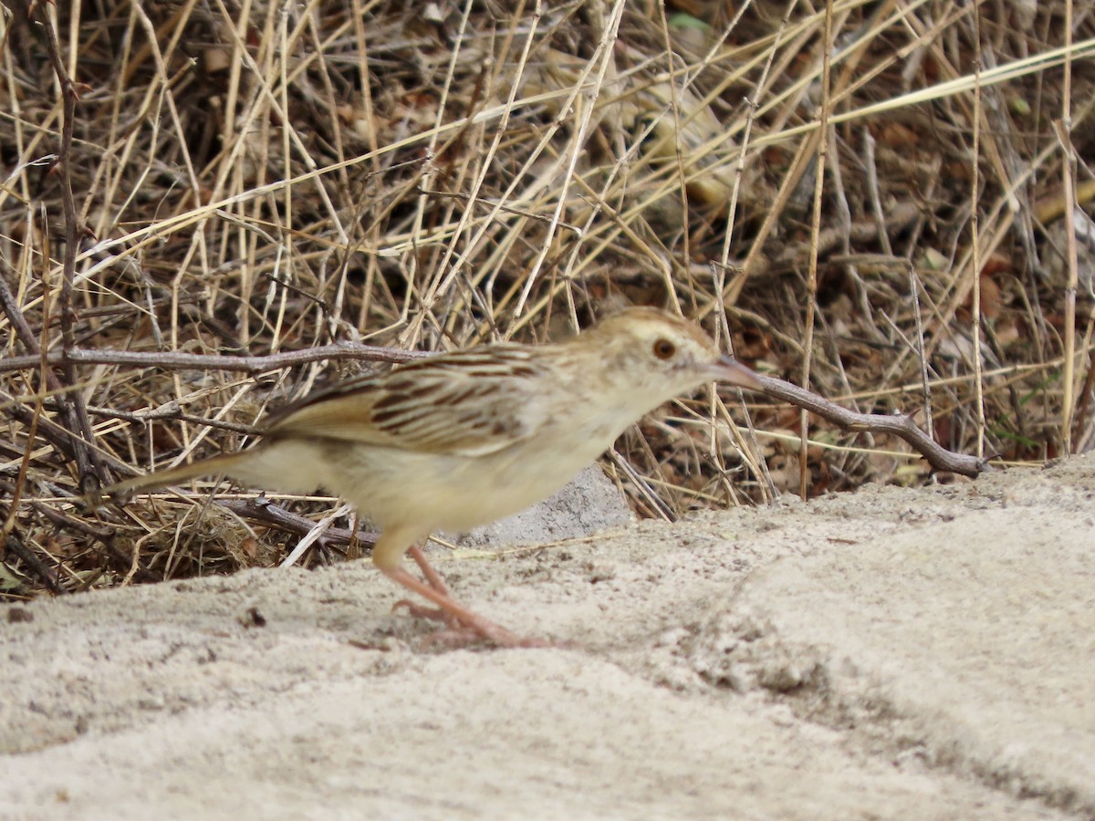 Rattling Cisticola - ML644941488