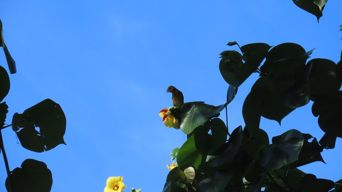 Baltimore Oriole - ML644941496