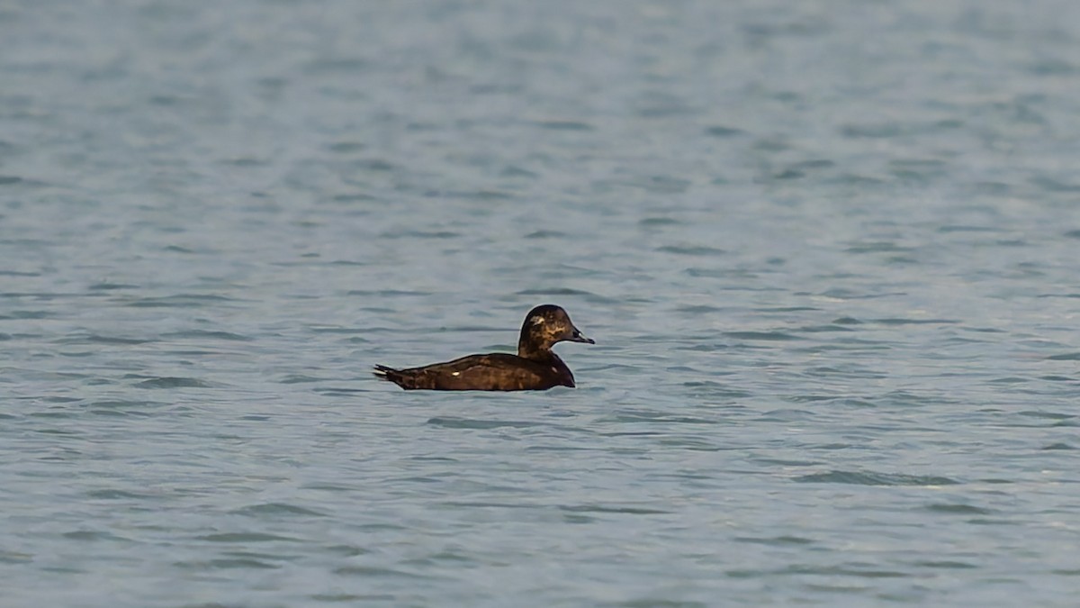 White-winged Scoter - ML644941503