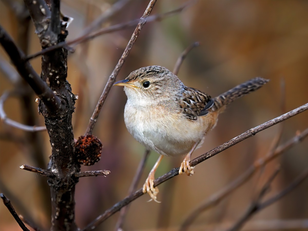 Sedge Wren - ML644941514