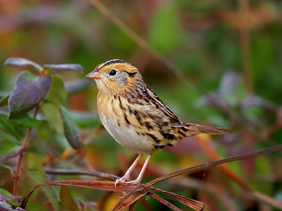 LeConte's Sparrow - ML644941528