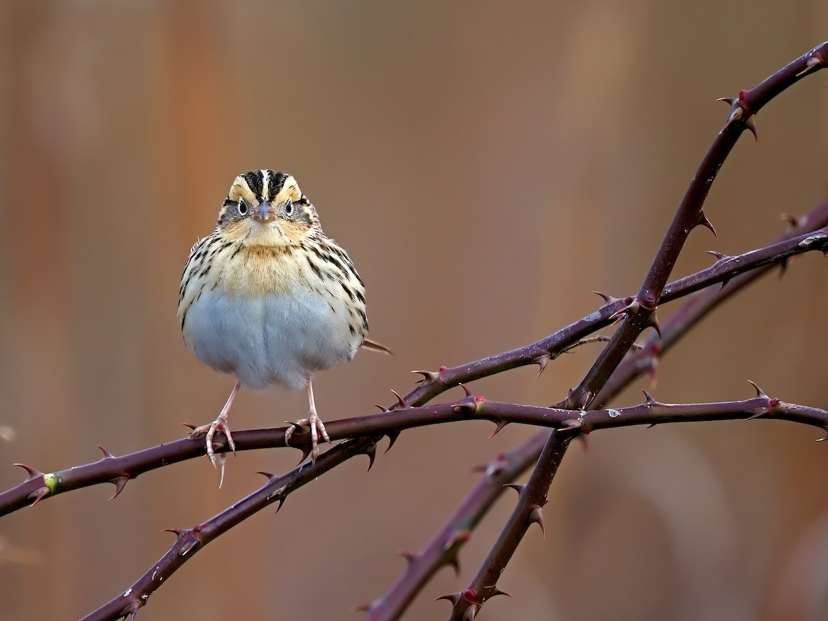 LeConte's Sparrow - ML644941540