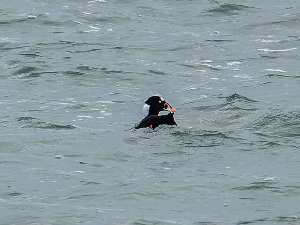 Surf Scoter - ML644941542