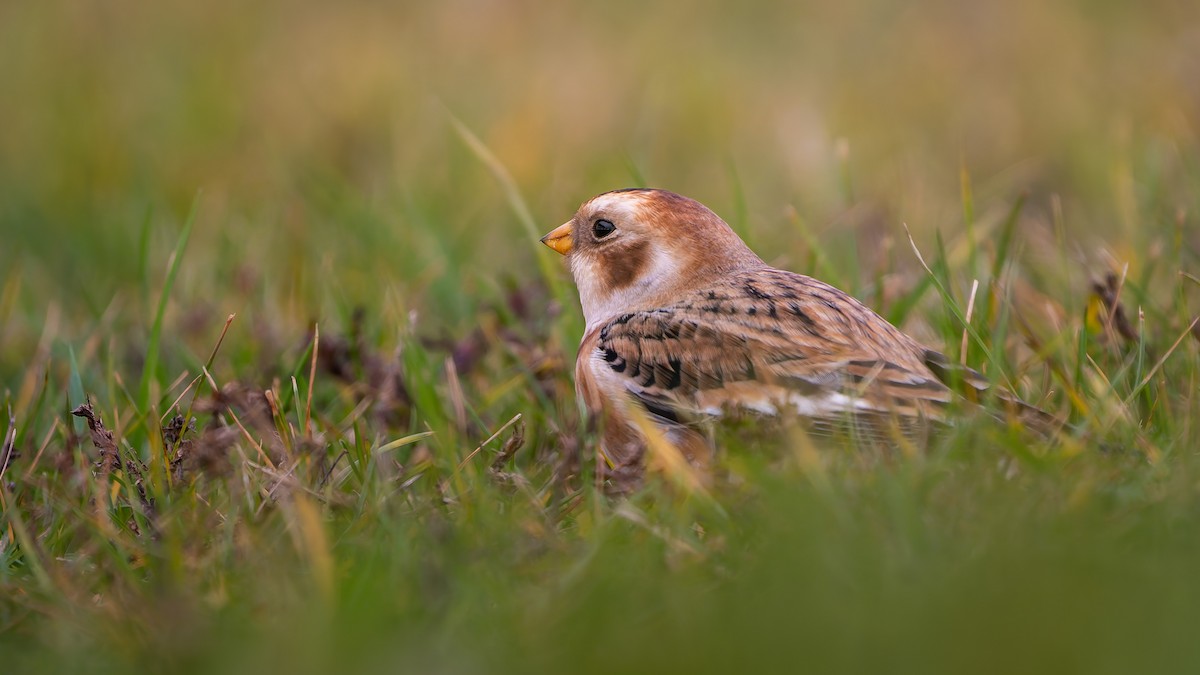 Snow Bunting - ML644941551