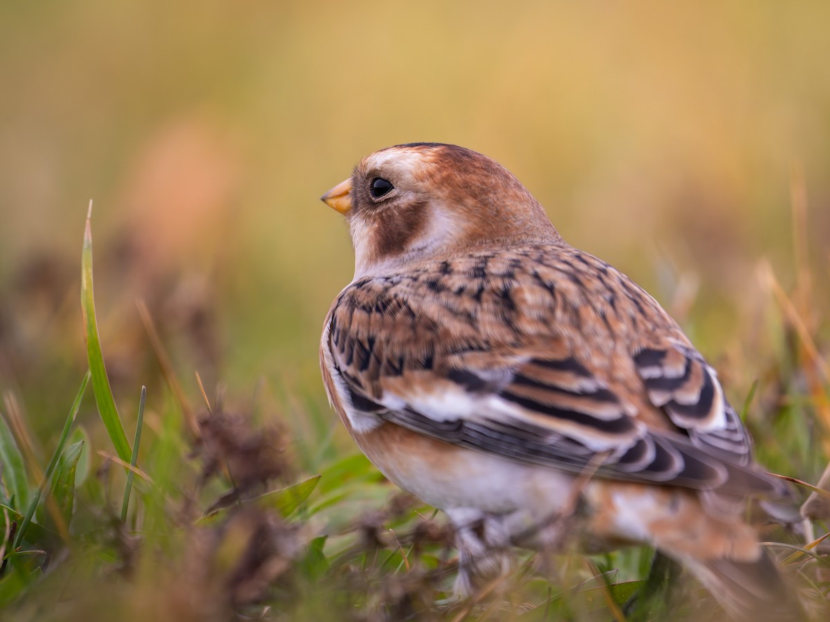 Snow Bunting - ML644941552