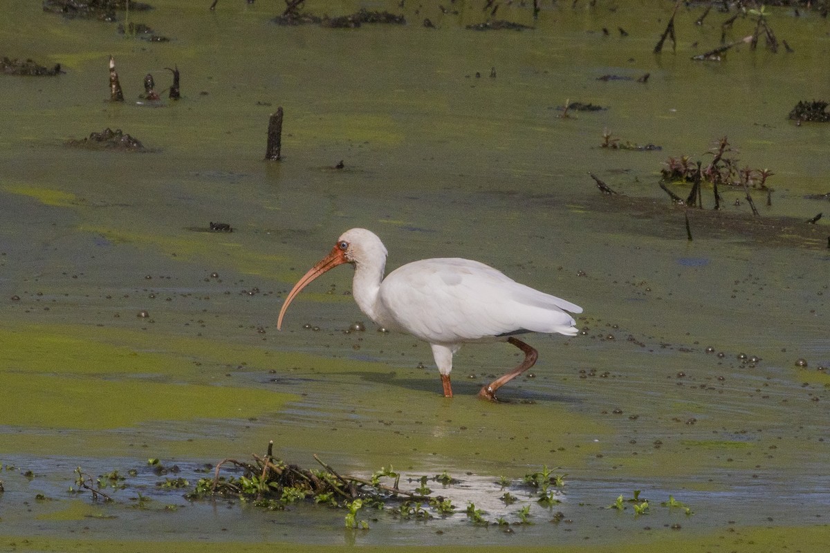 White Ibis - ML644941564
