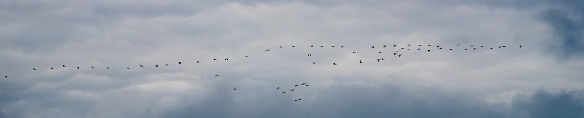 Double-crested Cormorant - ML644941565