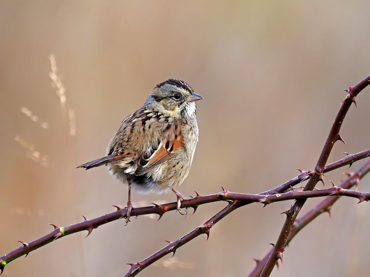Swamp Sparrow - ML644941573