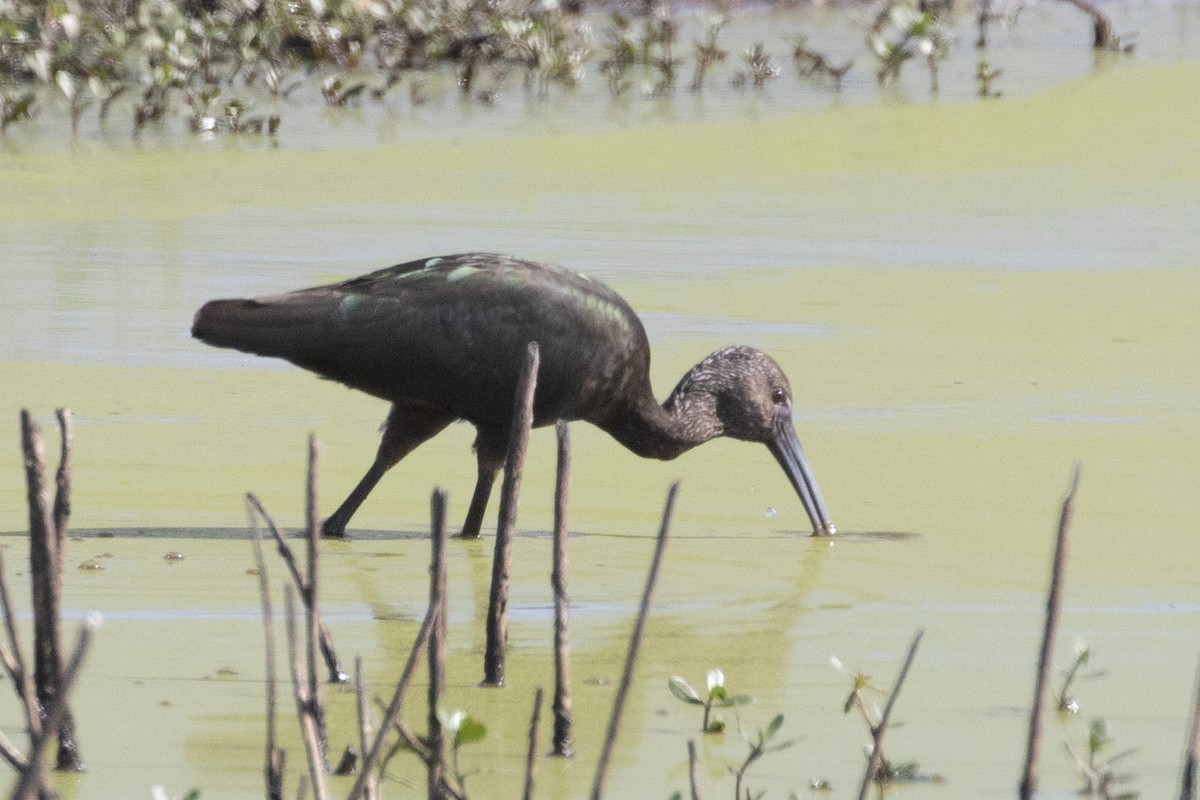 彩䴉 - ML644941582