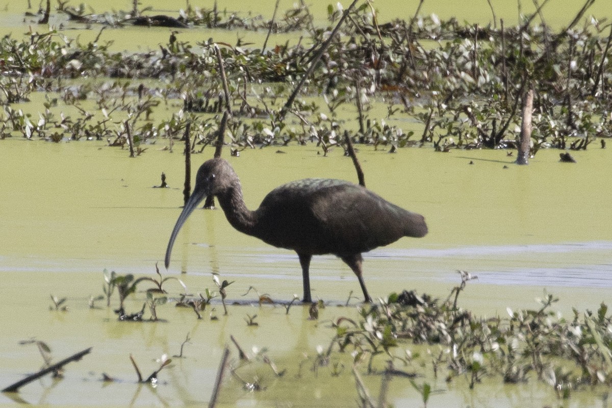 彩䴉 - ML644941583