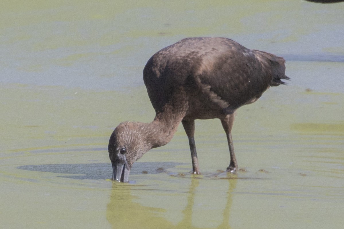 彩䴉 - ML644941584