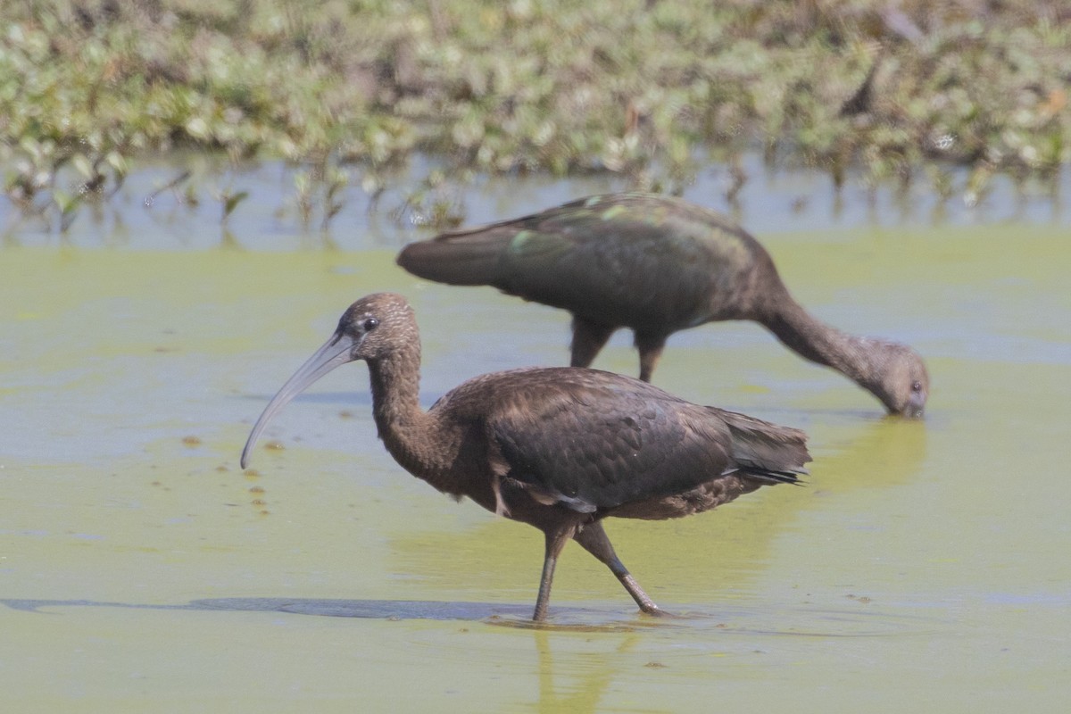 彩䴉 - ML644941585