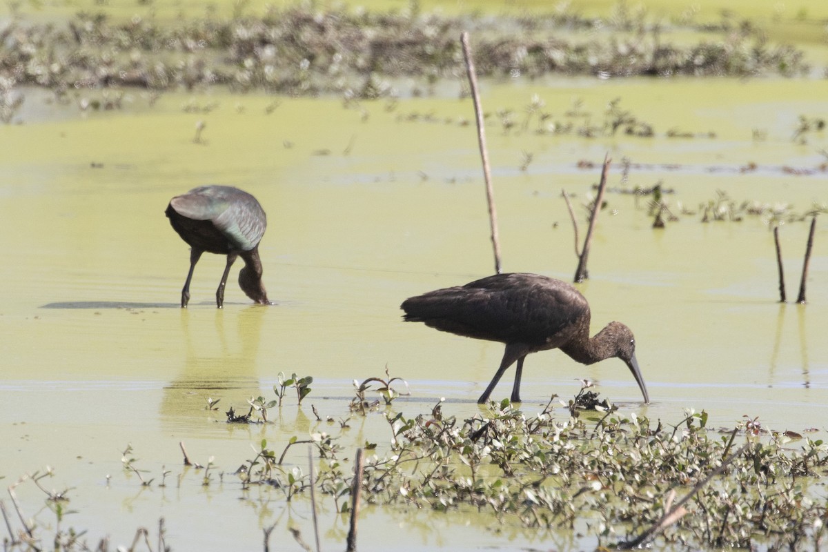 彩䴉 - ML644941586