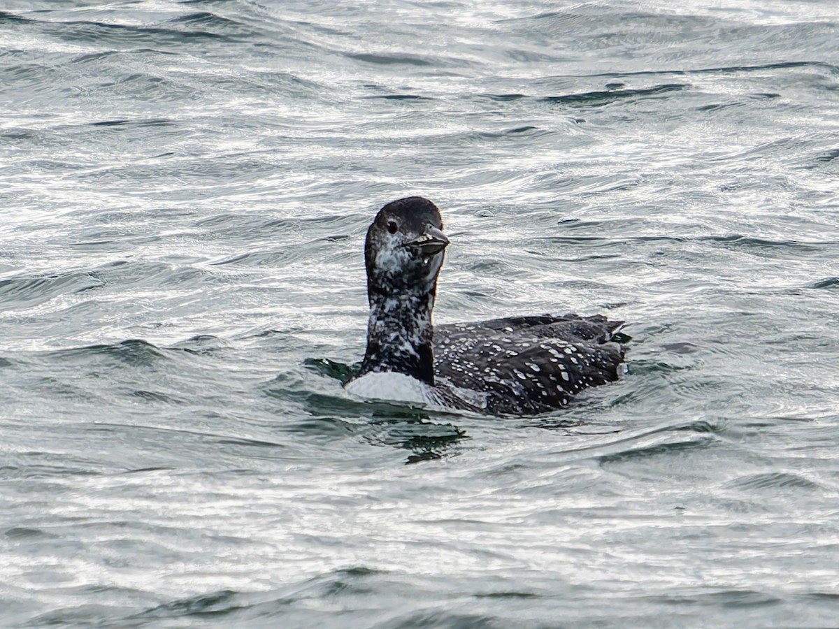 Common Loon - ML644941591