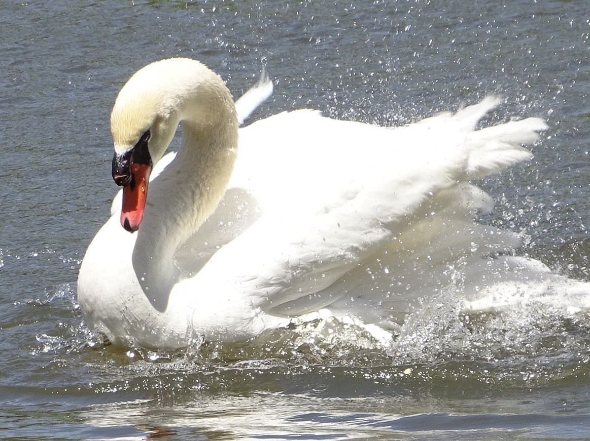 Höckerschwan - ML644941594