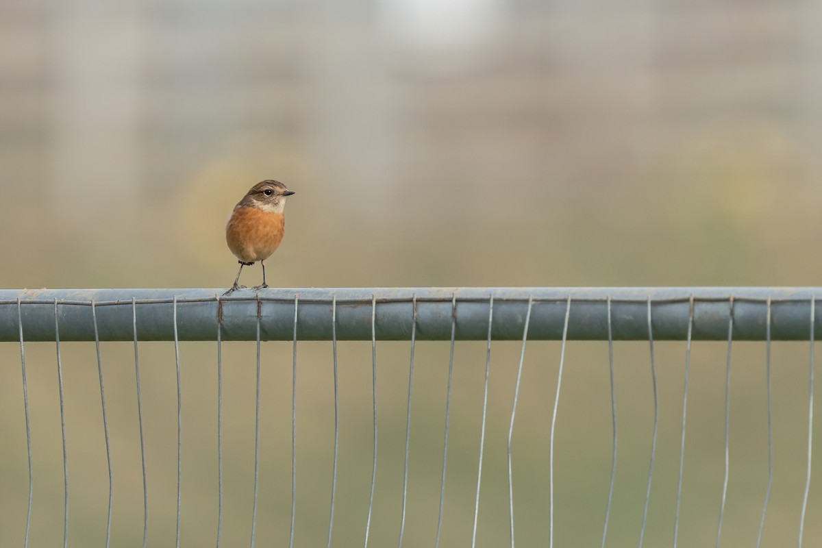 European Stonechat - ML644941595