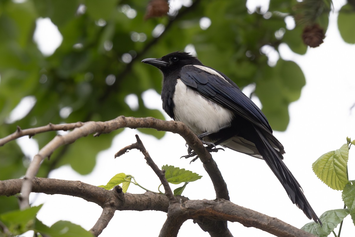 straka čínská - ML644941607