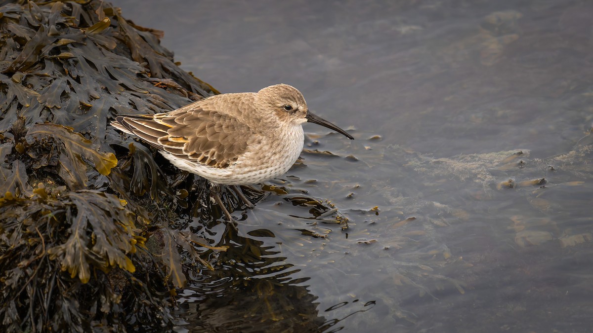 Dunlin - ML644941610