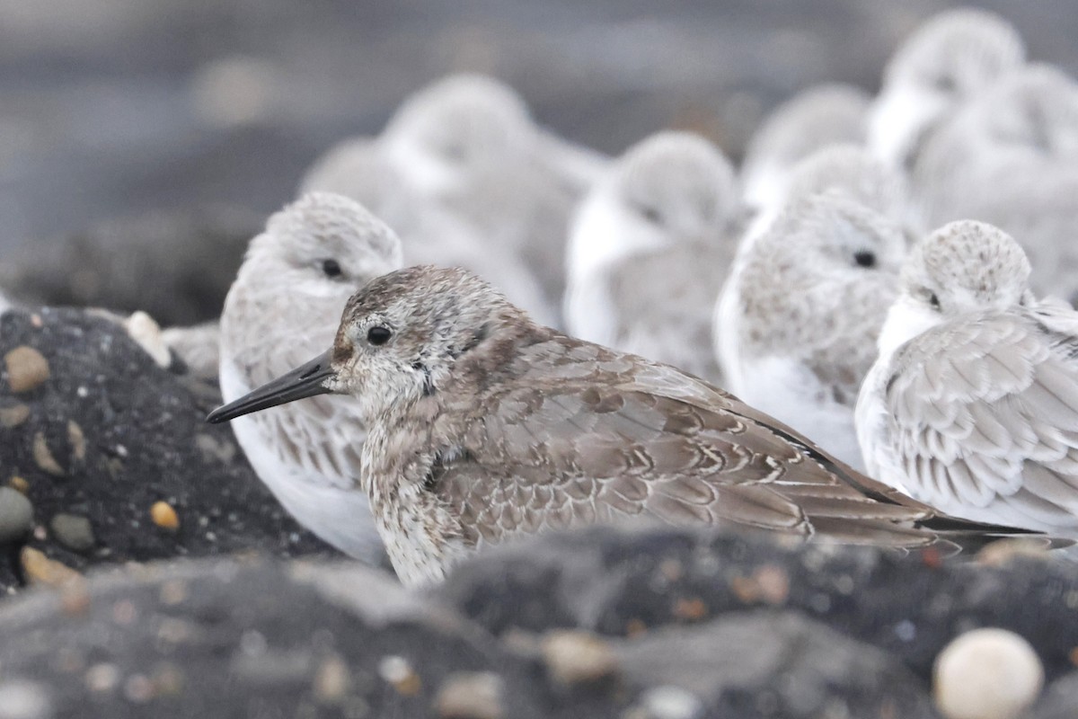 jespák rezavý - ML644941614