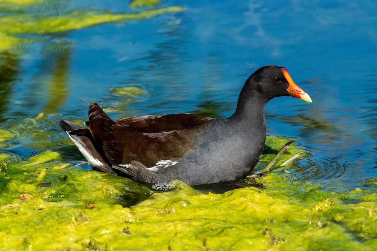 Курочка латиноамериканська - ML644941621